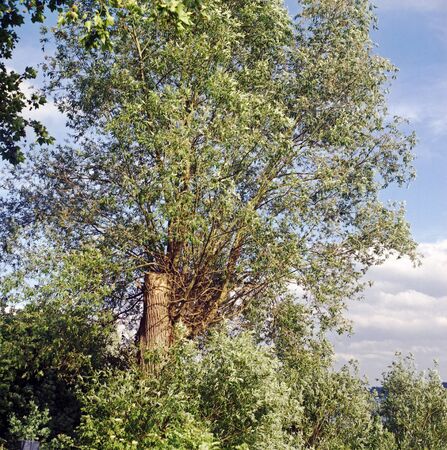 Analog color photography of a beautiful tree against blue sky.の写真素材