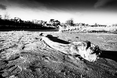 Driftwood on beachの写真素材