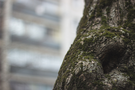Tree trunk with a moss and  a multi-storey building on the blurred backgroundの写真素材