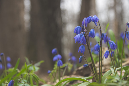 Scilla flowers in the woods at springの写真素材
