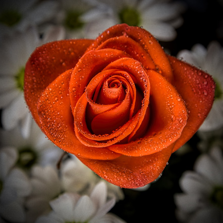red rose with water droplets on the petalsの写真素材