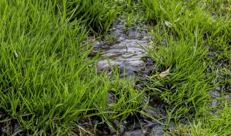A small stream , the young green grassの写真素材