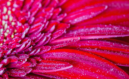 red gerbera in drops of dew , close-upの写真素材