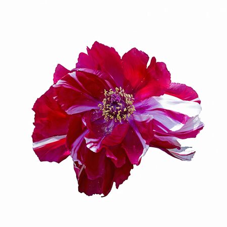 Red with white peony, white backgroundの写真素材