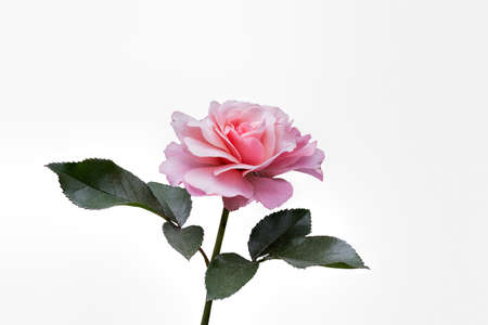 pink rose flower on white backgroundの写真素材
