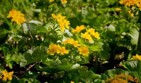 Caltha palustris, the first spring yellow flower of Adonis vernalis. Blurred backgroundの写真素材