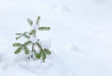On a white background of snow. Green branches of the Christmas tree.の写真素材