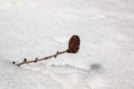 The branch with the cone of larch sticks out of the snow. Against a background of blurred snowの写真素材
