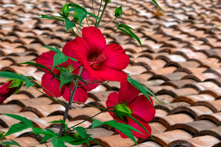 Red hibiscus on the background of a tiled roof.の写真素材