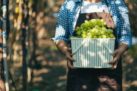 the woman harvesting the grapes in the vineyard. the concept of beverage, food, industrial and...