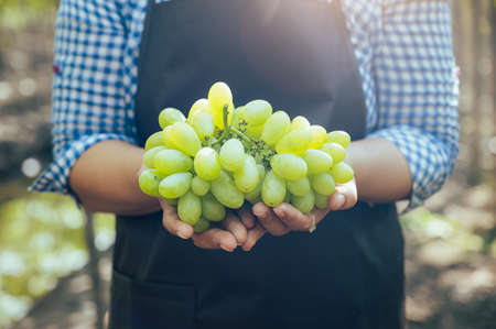 the woman harvesting the grapes in the vineyard. the concept of beverage, food, industrial and...
