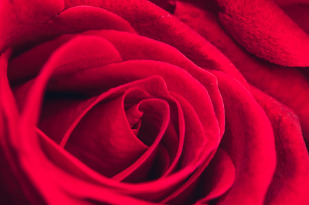 close up of red rose petals, soft focus, shallow DOFの写真素材
