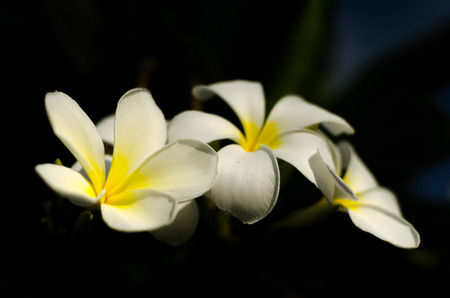 Frangipani flowerの写真素材
