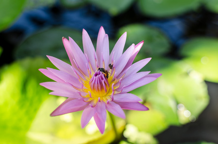 lotusの写真素材