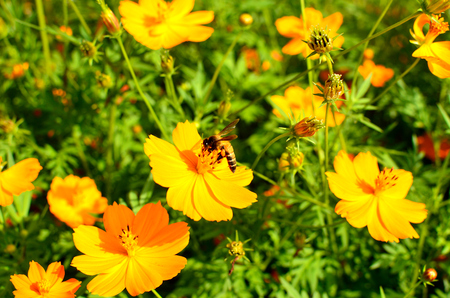 flowerの写真素材