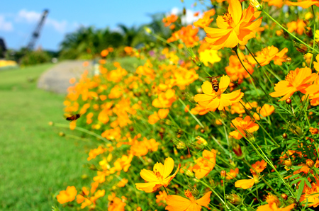 flowerの写真素材