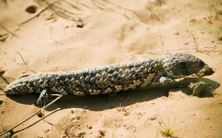 Stumpy tailed lizards (Tiliqua rugosa) abound in rural Australia.の写真素材