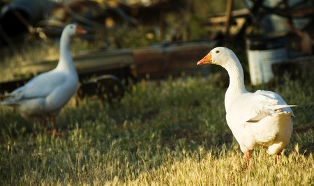Farm geese on a rural property looking in opposite directions.の写真素材