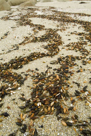 Beach details of sand, shells and kelp