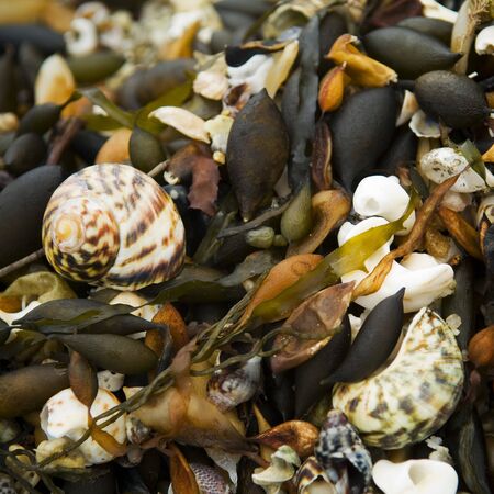Beach details of sand, shells and kelp