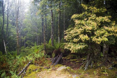 Incredibly spectacular views and details abound on the little known route through the Mt Victoria Forest Reserve, northeastern Tasmania.の写真素材