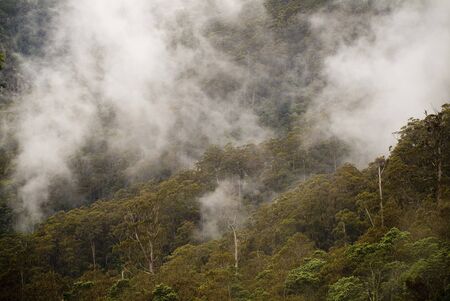 Incredibly spectacular views and details abound on the little known route through the Mt Victoria Forest Reserve, northeastern Tasmania.の写真素材