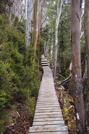 Board walk heading off into a forest and up an inclineの写真素材