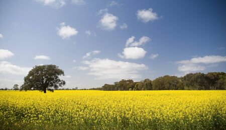 Canola crops grow beneath a hot sun