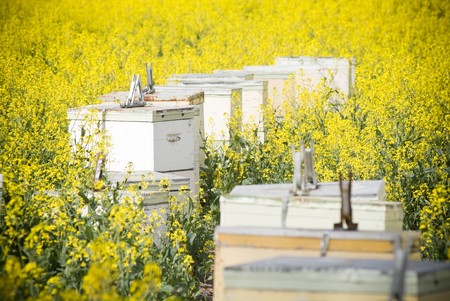 Canola crops grow beneath a hot sun, with bee hives to helpの写真素材