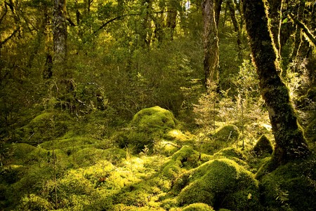 Dense and ancient forestsの写真素材