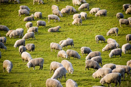 Lush green rolling hills populated with the ubiquitous New Zealand sheep. の写真素材