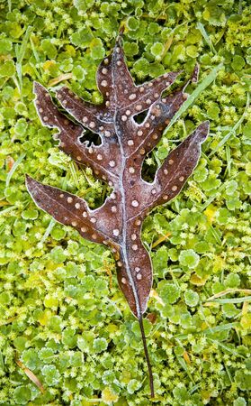 Plant details in lush coloursの写真素材
