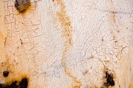 Details of bark from an Australian Gum Treeの写真素材