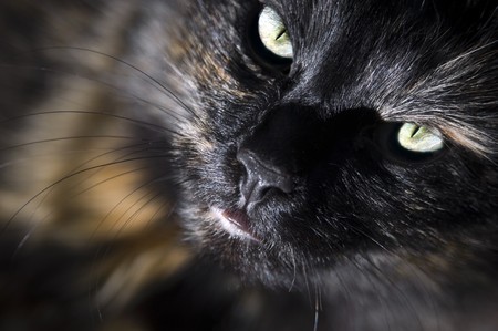Close up of cat looking up at cameraの写真素材