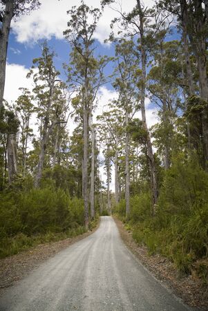 Gravel road snakes its way through tall forestの写真素材
