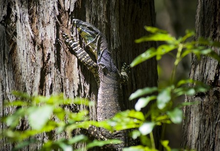 Australian Goanna (monitor lizard) clings to the side of a treeの写真素材