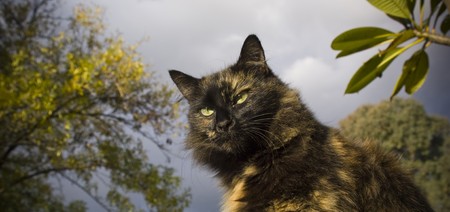 Average house cat with a hunter's stare against a stormy skyの写真素材
