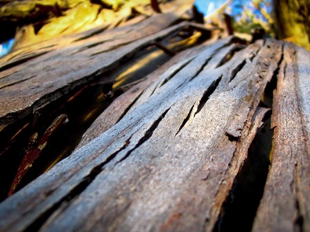 Large portions of bark on a tree with a shallow depth of field.の写真素材