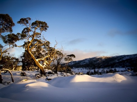 Pure white snow covers the ground on the Overland Track in Tasmania, Australia.の写真素材