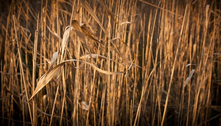 Long dry reeds wither in the summer heatの写真素材