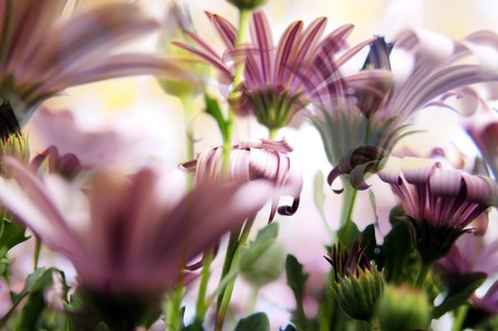 Beautiful background of daisy blurs in vibrant coloursの写真素材
