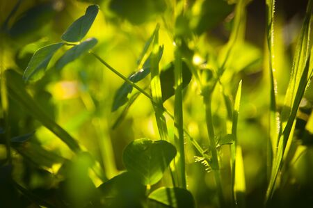Details of bright green leaves with shallow depth of field, backlit by sunの写真素材