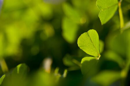 Details of bright green leaves with shallow depth of field, backlit by sun