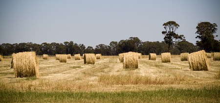Harvest time nearly finished, hay bales sit in the fields waiting to be picked up