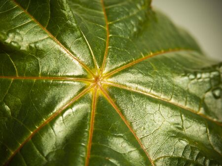 Close up on a green leaf in a star patternの写真素材