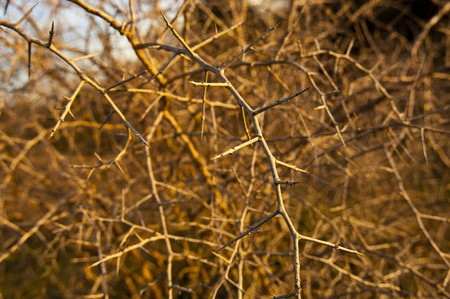 Dangerous, sharp thorns cover a bush at sunsetの写真素材