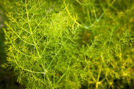 Wild aniseed in lush green branches with shallow depth of fieldの写真素材