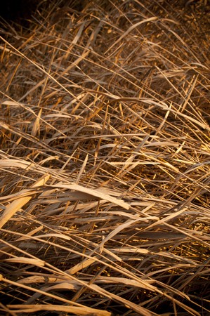 Long dry reeds wither in the summer heat
