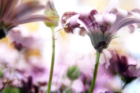 Beautiful background of daisy blurs in vibrant coloursの写真素材