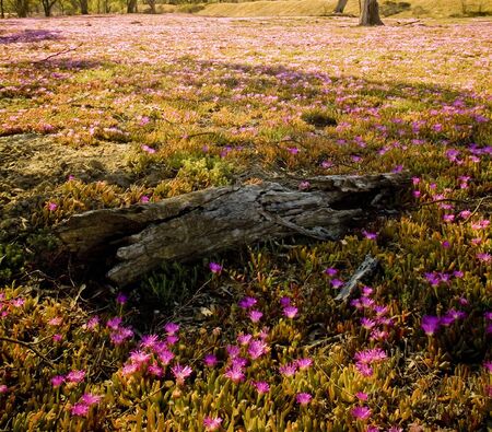 Beautiful pink wildflowers in hot conditions in remote Australiaの写真素材